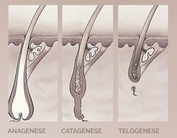 Fases de Crescimento Pelo